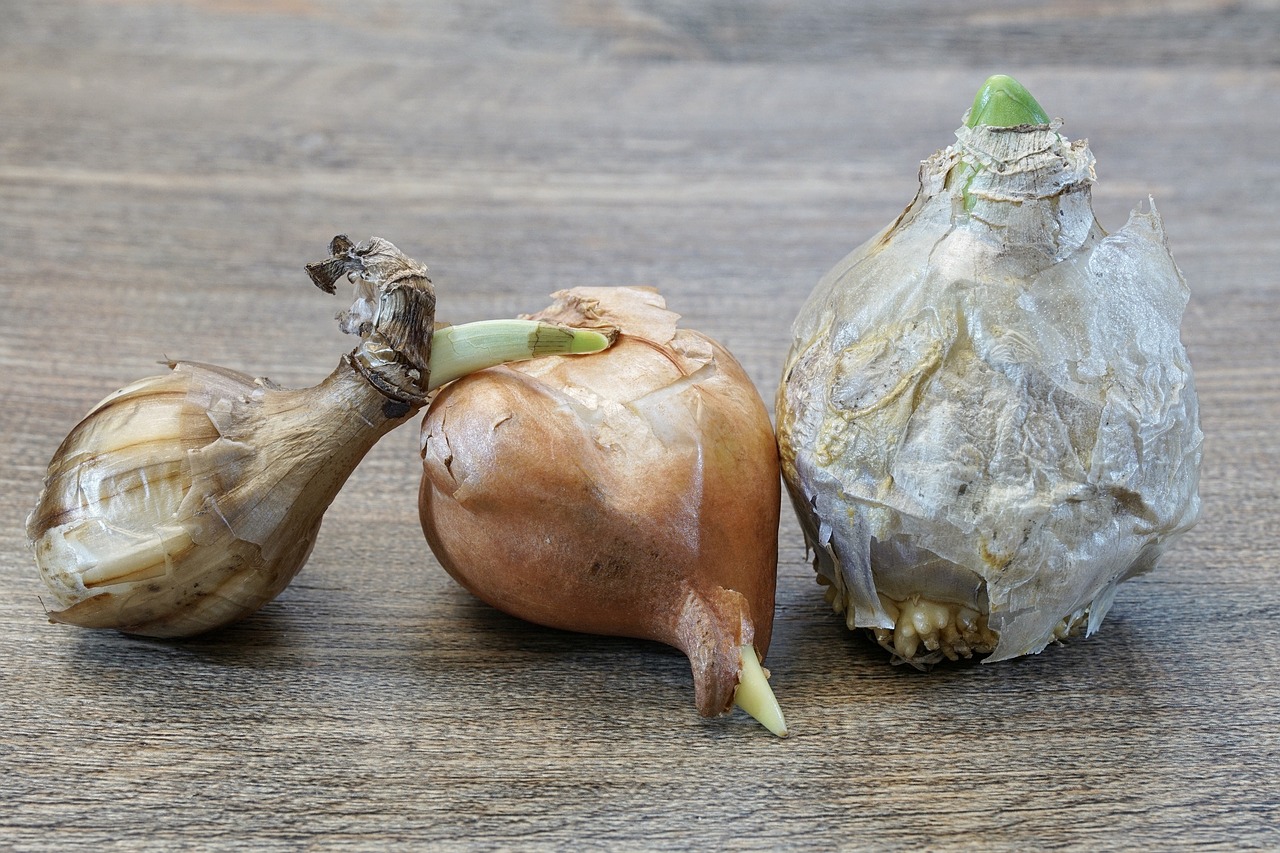 Blumenzwiebeln günstig online kaufen