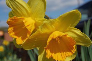 Narzissen als Gartenblumen