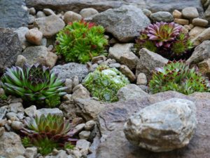 Eigener Steingarten – ein absoluter Hingucker im Garten