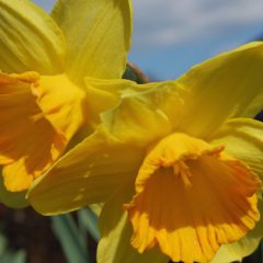 Narzissen als Gartenblumen verwenden?