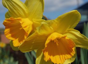 Narzissen als Gartenblumen verwenden?