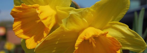 Narzissen als Gartenblumen verwenden?