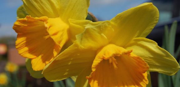 Narzissen als Gartenblumen verwenden?