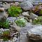 Eigener Steingarten – ein absoluter Hingucker im Garten