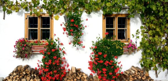 Welche Pflanzen eignen sich für Balkon und Terrasse?